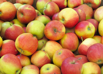 Red and yellow organic apples background