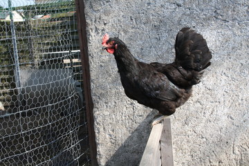 Schwarzes Haushuhn auf Holzzaun