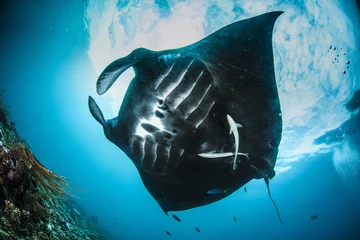 Fotobehang Oceanic manta ray in Raja Ampat © Martin