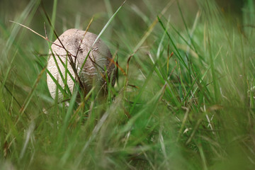 Small parasol mushroom in the grass