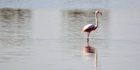Close up of a lesser Flamingo in the water