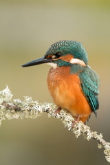 Kingfisher bird preening on a branch