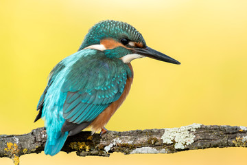 Kingfisher bird preening on a branch