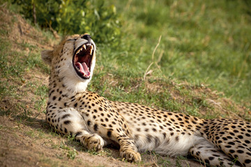 Naklejka na ściany i meble A sleepy and relaxed cheetah yawns while lying in the grass
