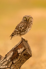Cute owl