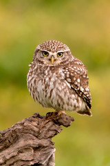 Cute owl