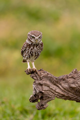Cute owl