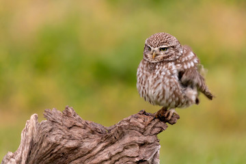 Cute owl