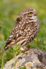 Cute owl