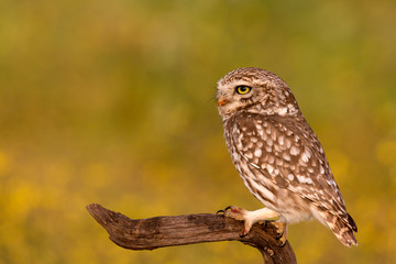 Cute owl