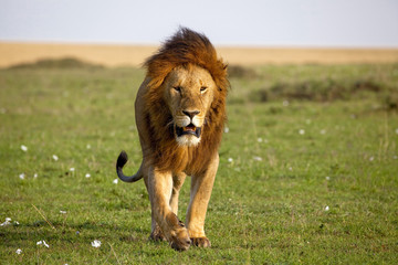 Powerful ale lion walking towards viewer on the plains of the Masai Mara in Kneya