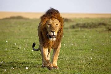 Poster Lion Powerful ale lion walking towards viewer on the plains of the Masai Mara in Kneya
