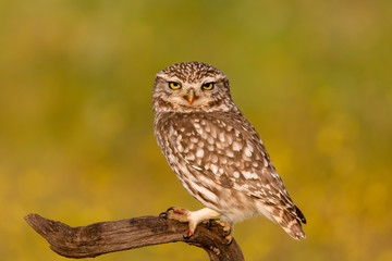 Cute owl