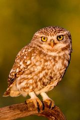 Cute owl