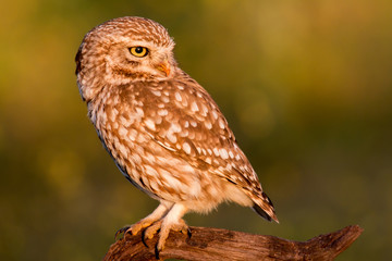 Cute owl