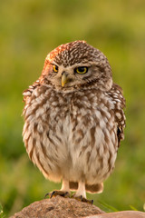 Cute owl
