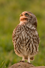Cute owl