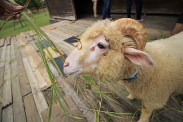 Cute goat