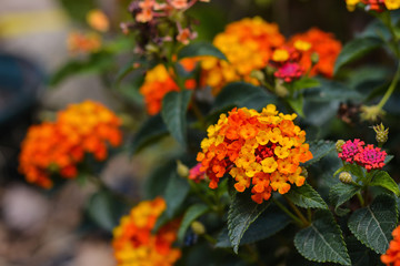 Lantana camara orange flowers, selective focus