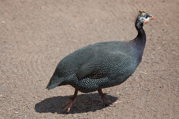 Domesticated guineafowl (Numida meleagris f. domestica).