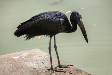 African openbill (Anastomus lamelligerus).