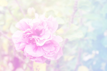 Obraz na płótnie Canvas white and pink flower for beautiful background