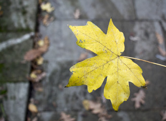 Yellow maple leaf