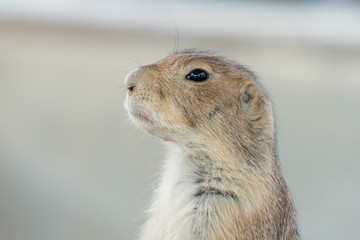 Prairie dog