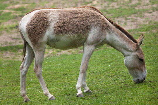 Turkmenian kulan (Equus hemionus kulan).
