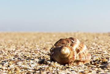 Empty seashells  on the Black Sea coast