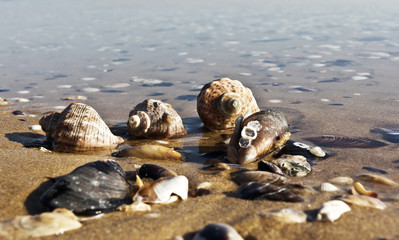 Empty seashells  on the Black Sea coast