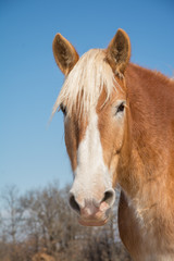 Handsome Belgian Draft horse head on, looking at the viewer with a gentle expression
