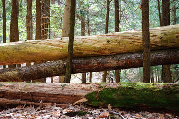 Allegheny National Forest
