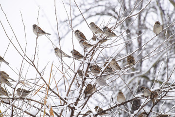 Sparrow on branches of bushes. Winter weekdays for sparrows. Common sparrow on the branches of currants