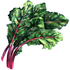 Mangold, chard, fresh green leaves of beet isolated, watercolor illustration - 128511081