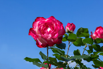 fresh fragrant bloom pink roses