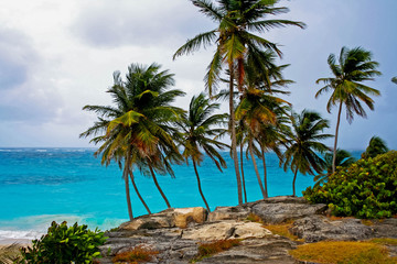 Palm trees at Botton Bay Barbados
