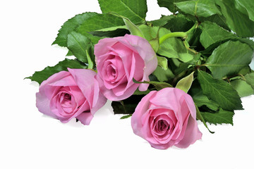Pink roses bouquet on a white background.