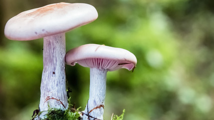 Violetter Ritterling