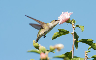 Female Ruby-throated Hummingbird reaching into an Althea flower