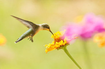 Hovering Hummingbird eating nectar from a Zinnia flower