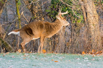 Whitetail Deer Buck