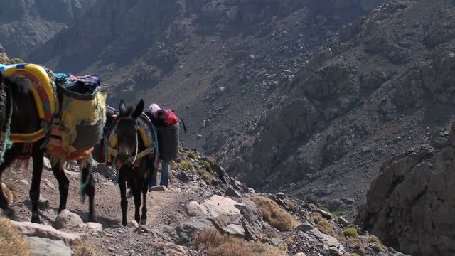 Two cargo mules climb up the steep mountain trail to the Toubkal - the highest peak of the Atlas Mountains