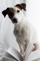 Jack Russell and the book, smart dog, books and a dog