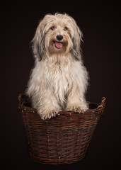 havanese dog portrait