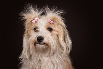 havanese dog portrait