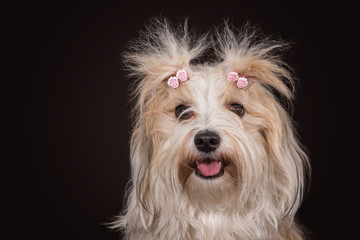 havanese dog portrait