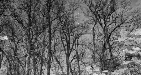 Mirror reflection of trees in a forest pond, conceptual black and white landscape