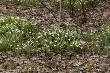 Подснежники