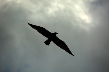 Bird in the dark sky